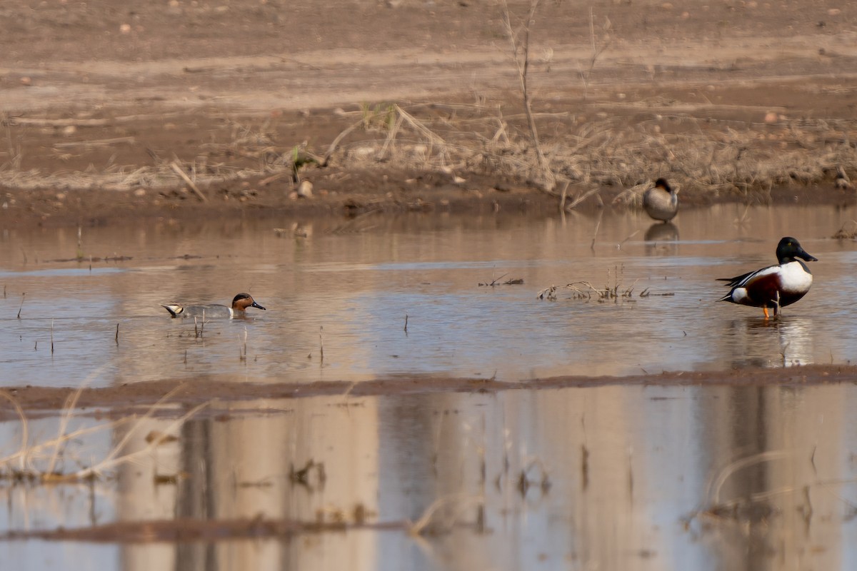 Green-winged Teal - ML442319661