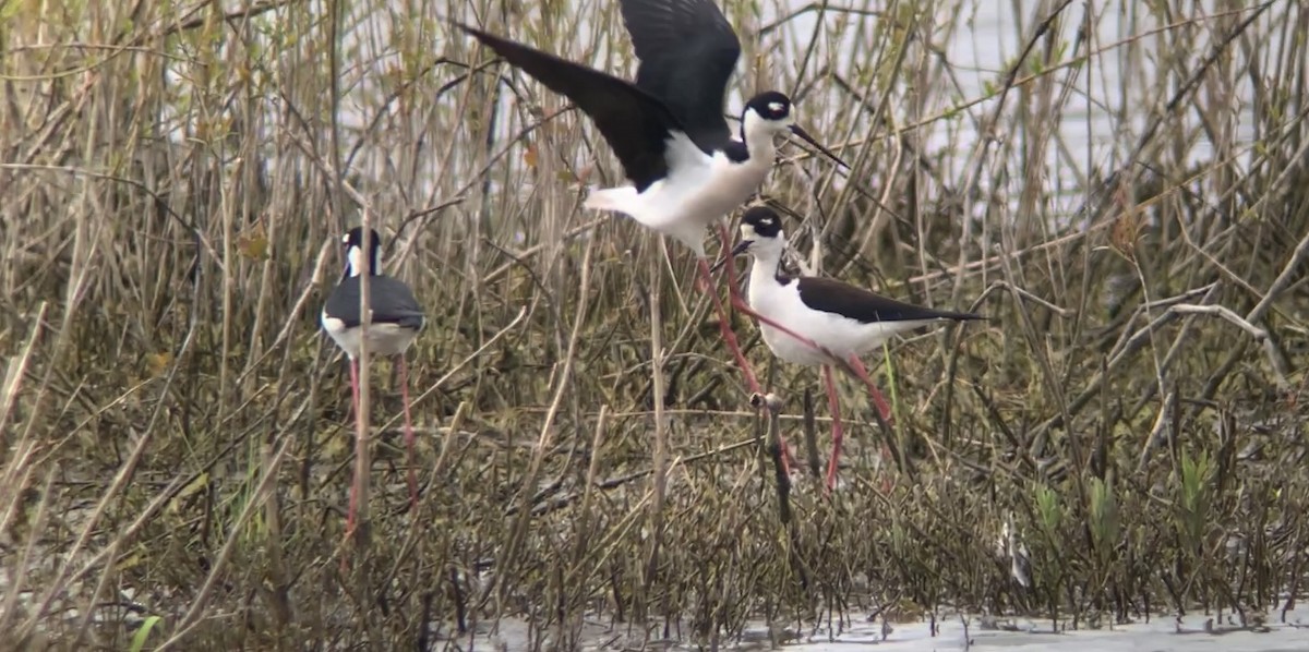 Black-necked Stilt - ML442319991