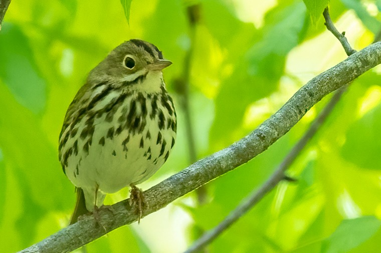 Ovenbird - ML442320751