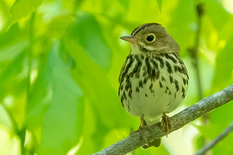 Ovenbird - ML442320761