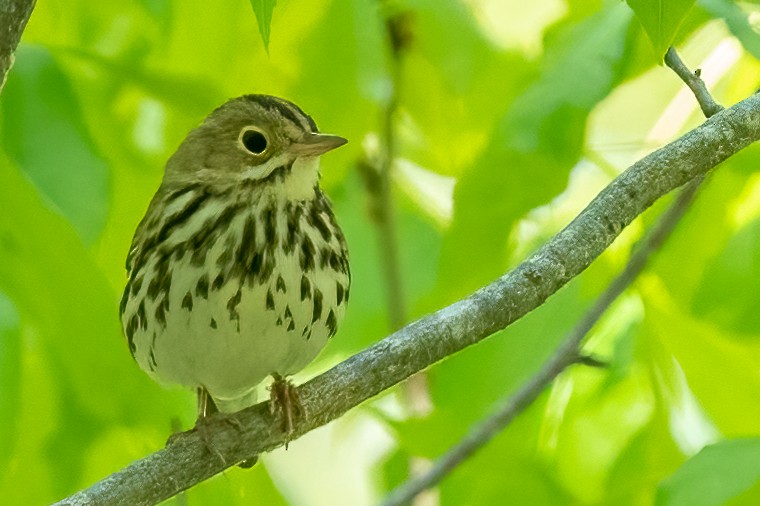 Ovenbird - ML442320771
