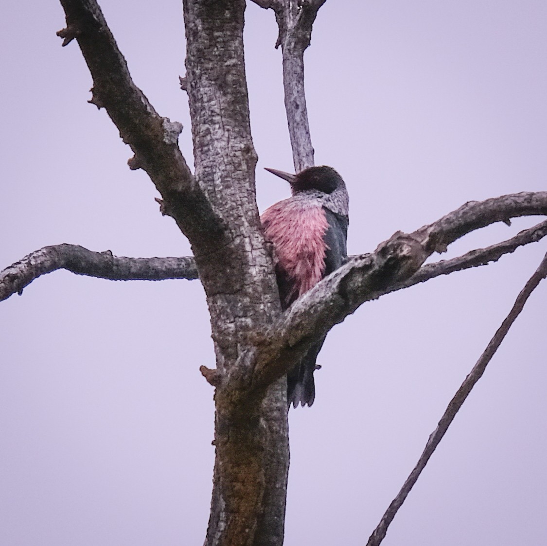 Lewis's Woodpecker - ML442321031