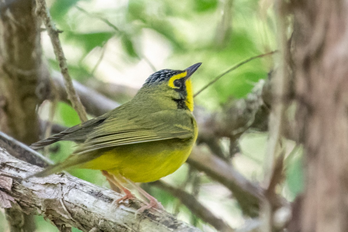Kentucky Warbler - ML442321071