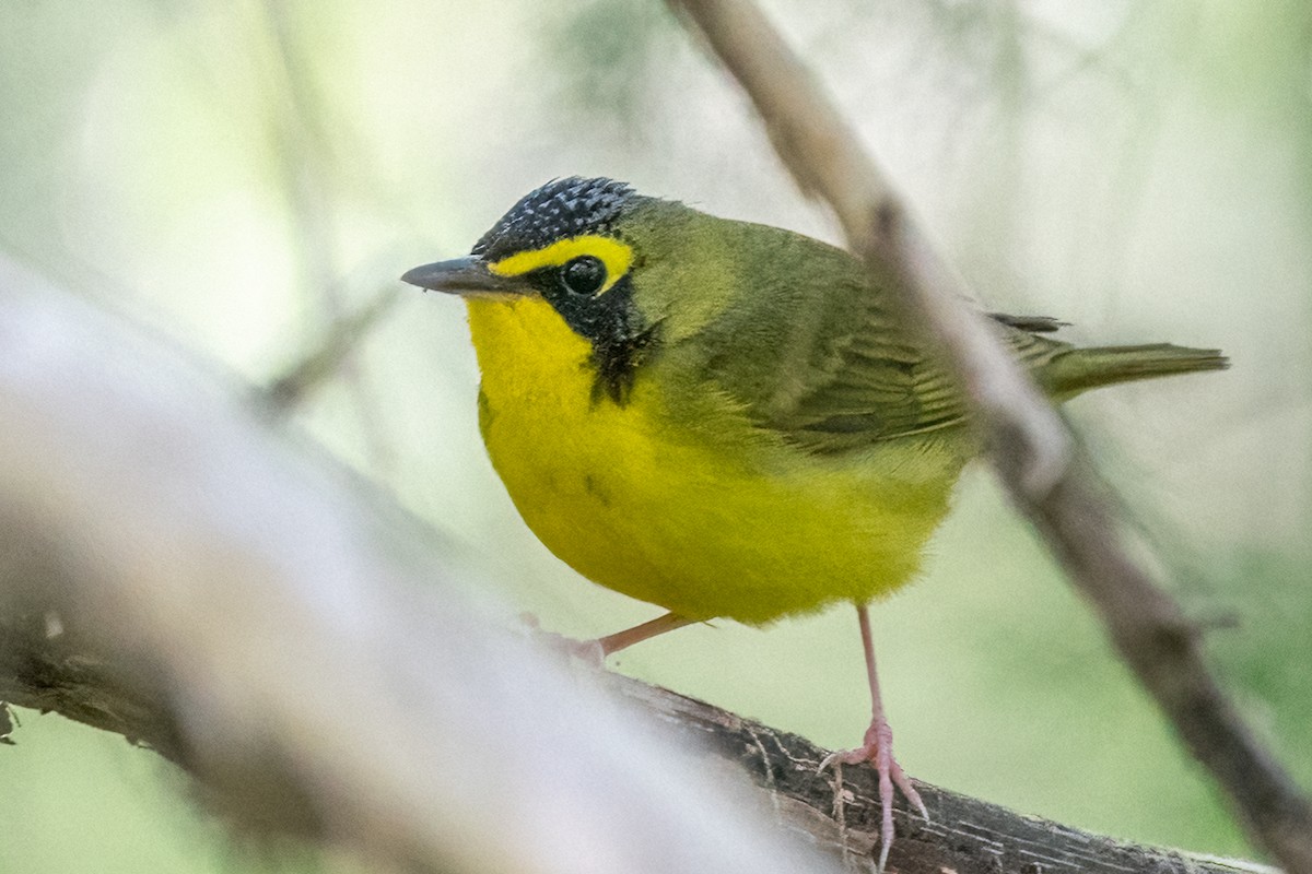 Kentucky Warbler - ML442321081