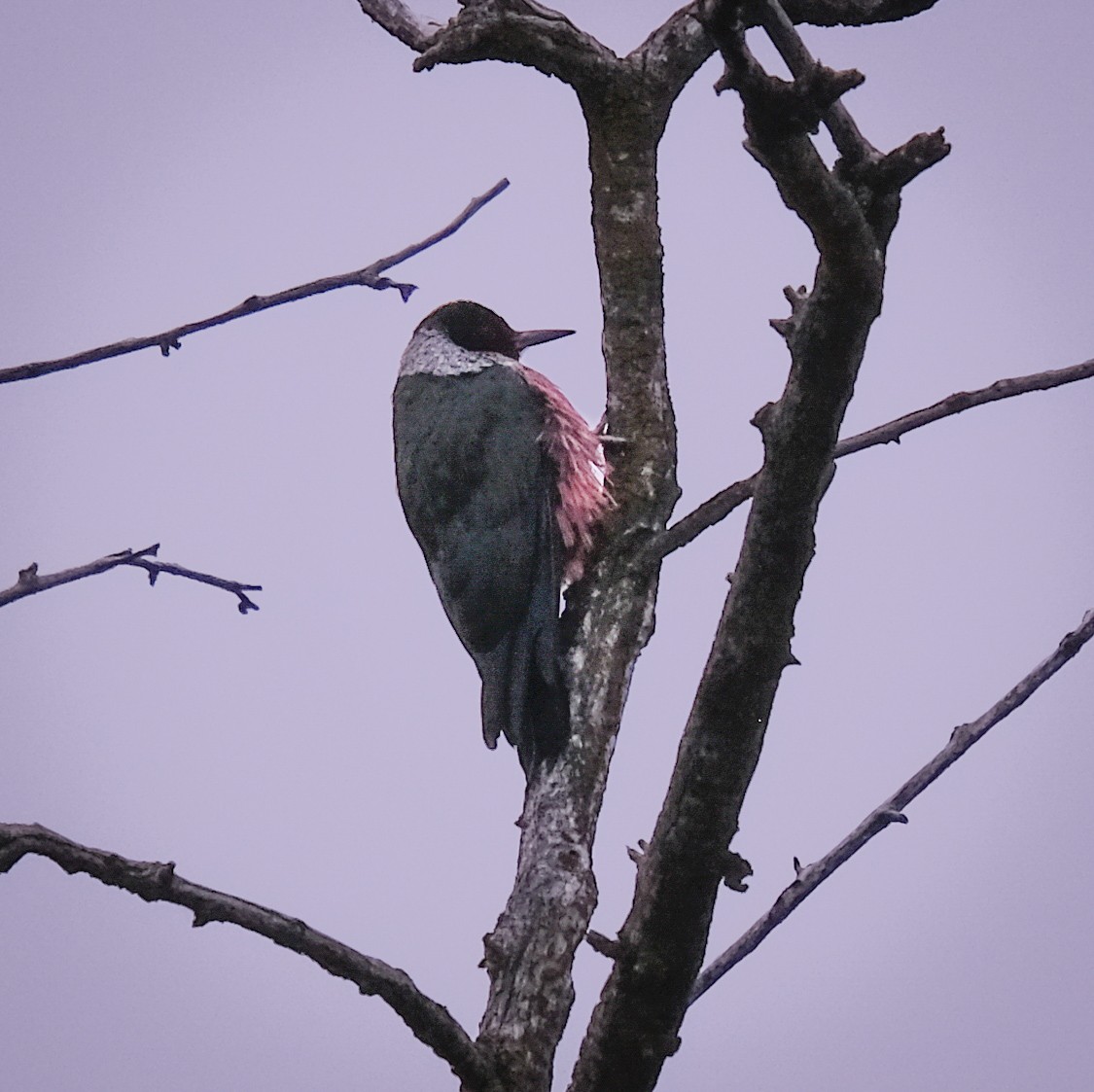 Lewis's Woodpecker - ML442321321