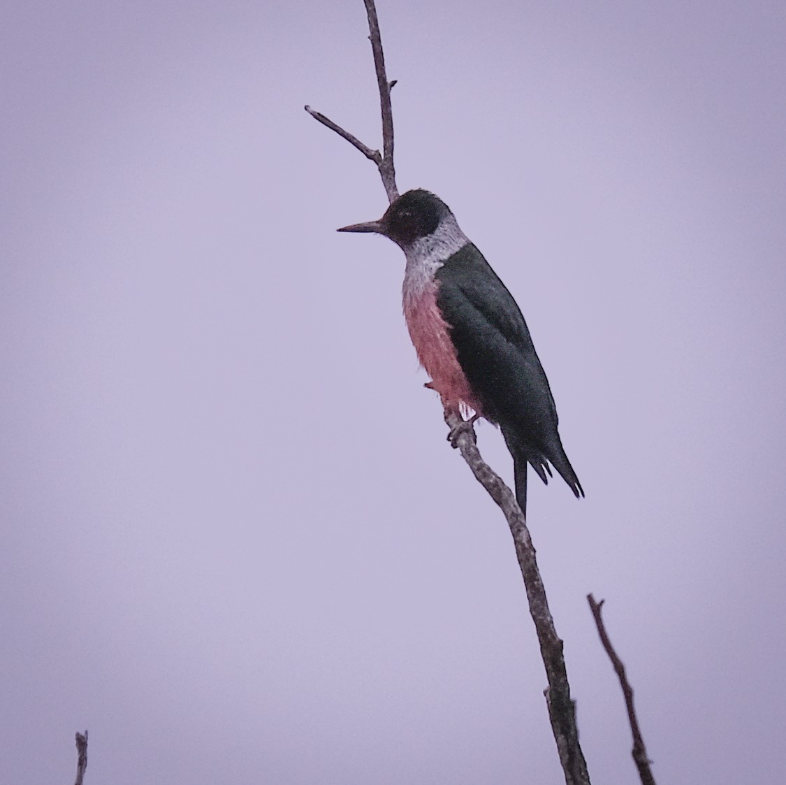 Lewis's Woodpecker - ML442321331