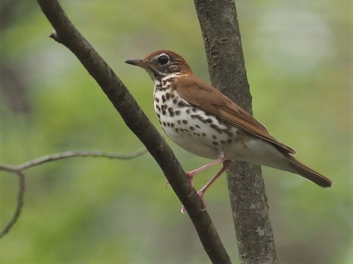 Wood Thrush - Sarah Preston