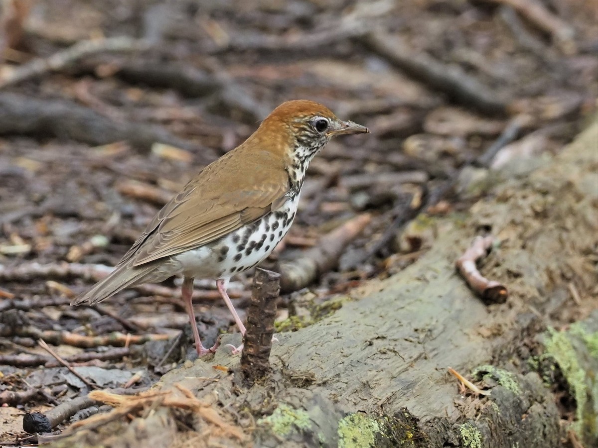 Wood Thrush - ML442321511