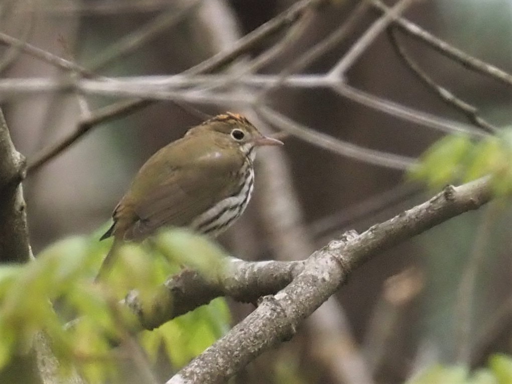 Ovenbird - Sarah Preston