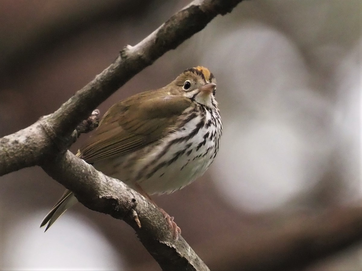 Ovenbird - ML442321671