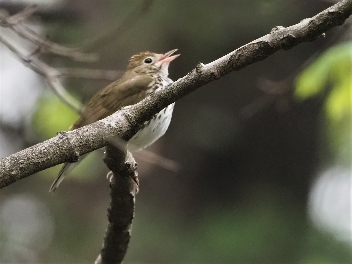 Ovenbird - ML442321691