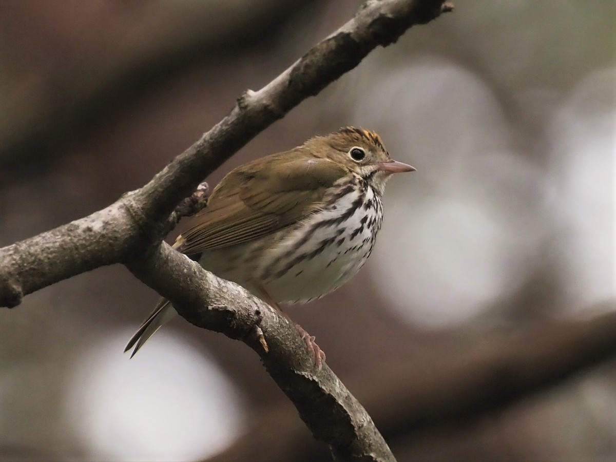 Ovenbird - ML442321701