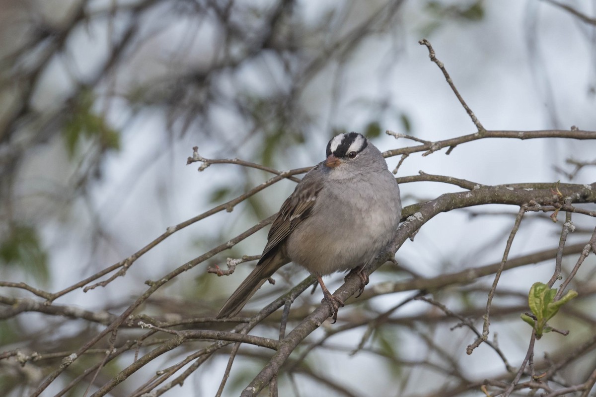 White-crowned Sparrow - ML442321811