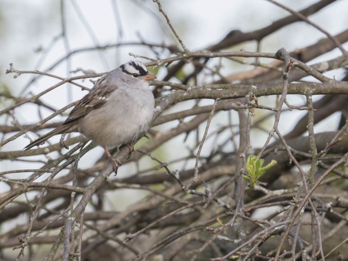White-crowned Sparrow - ML442322041