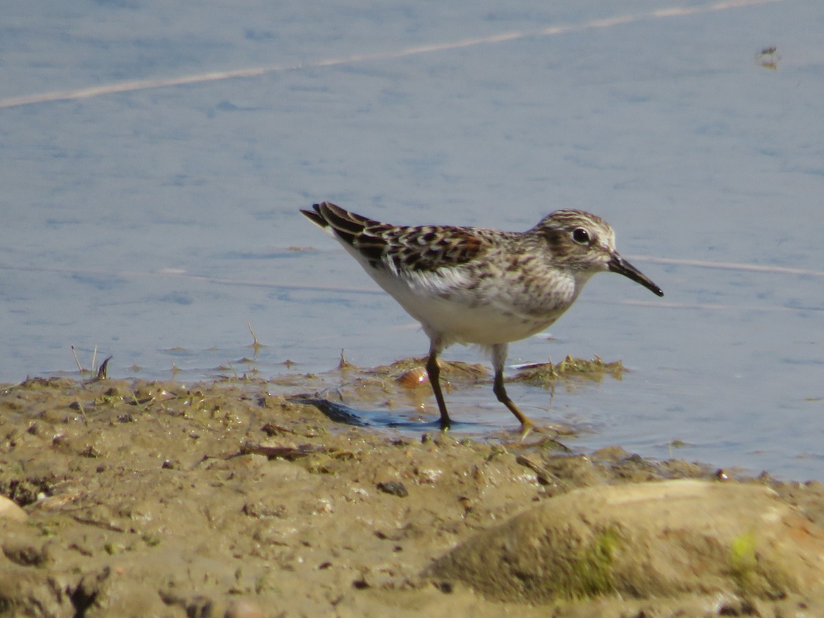 pygmésnipe - ML442322281