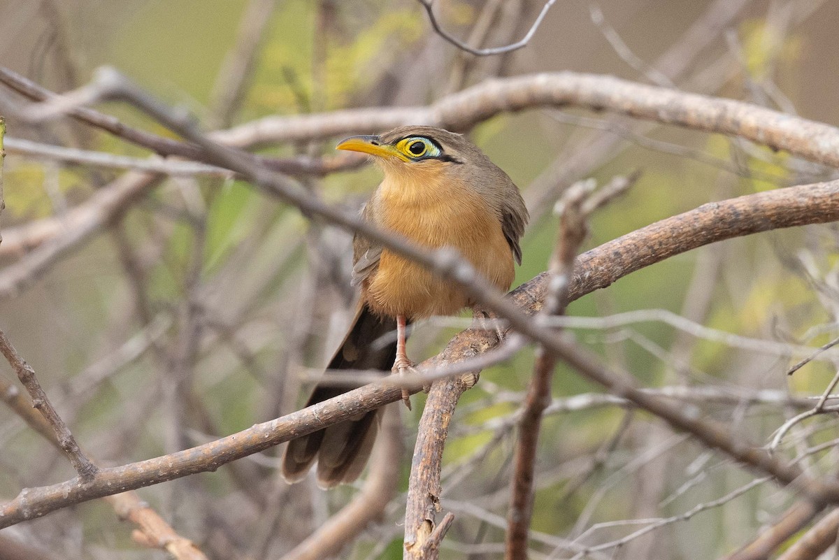 Lesser Ground-Cuckoo - ML442322501