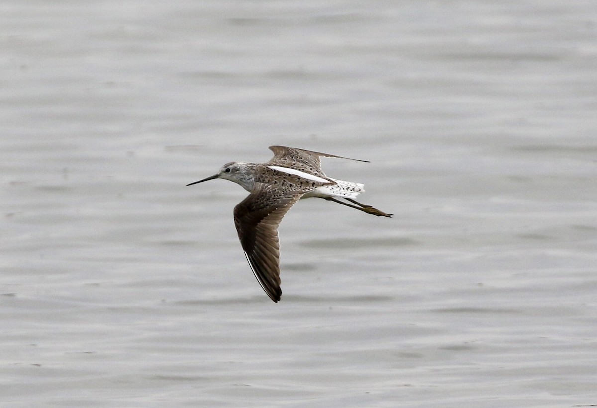 Marsh Sandpiper - ML442324061