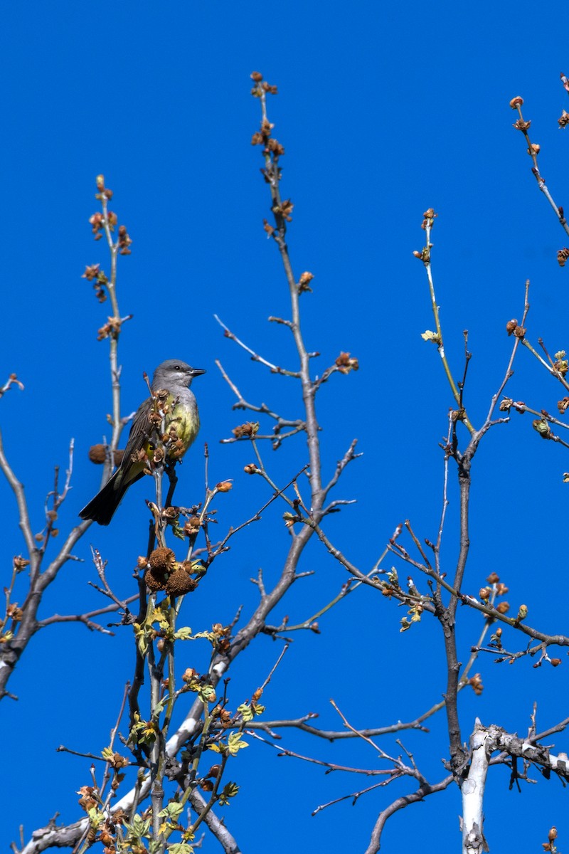 Cassin's Kingbird - ML442325541