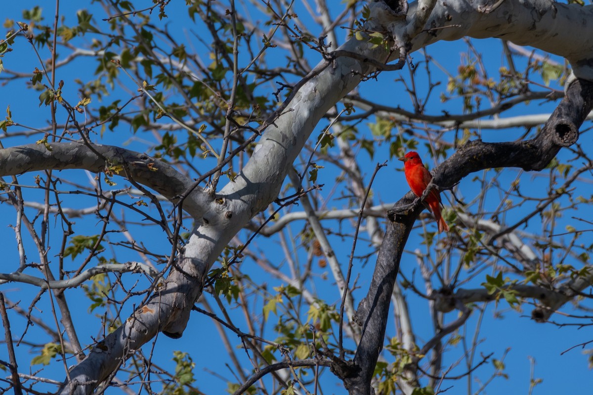 Summer Tanager - ML442325841