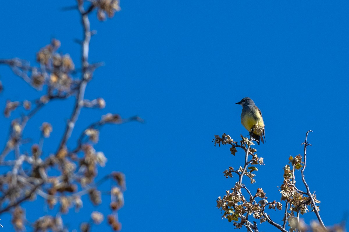 Cassin's Kingbird - ML442326141