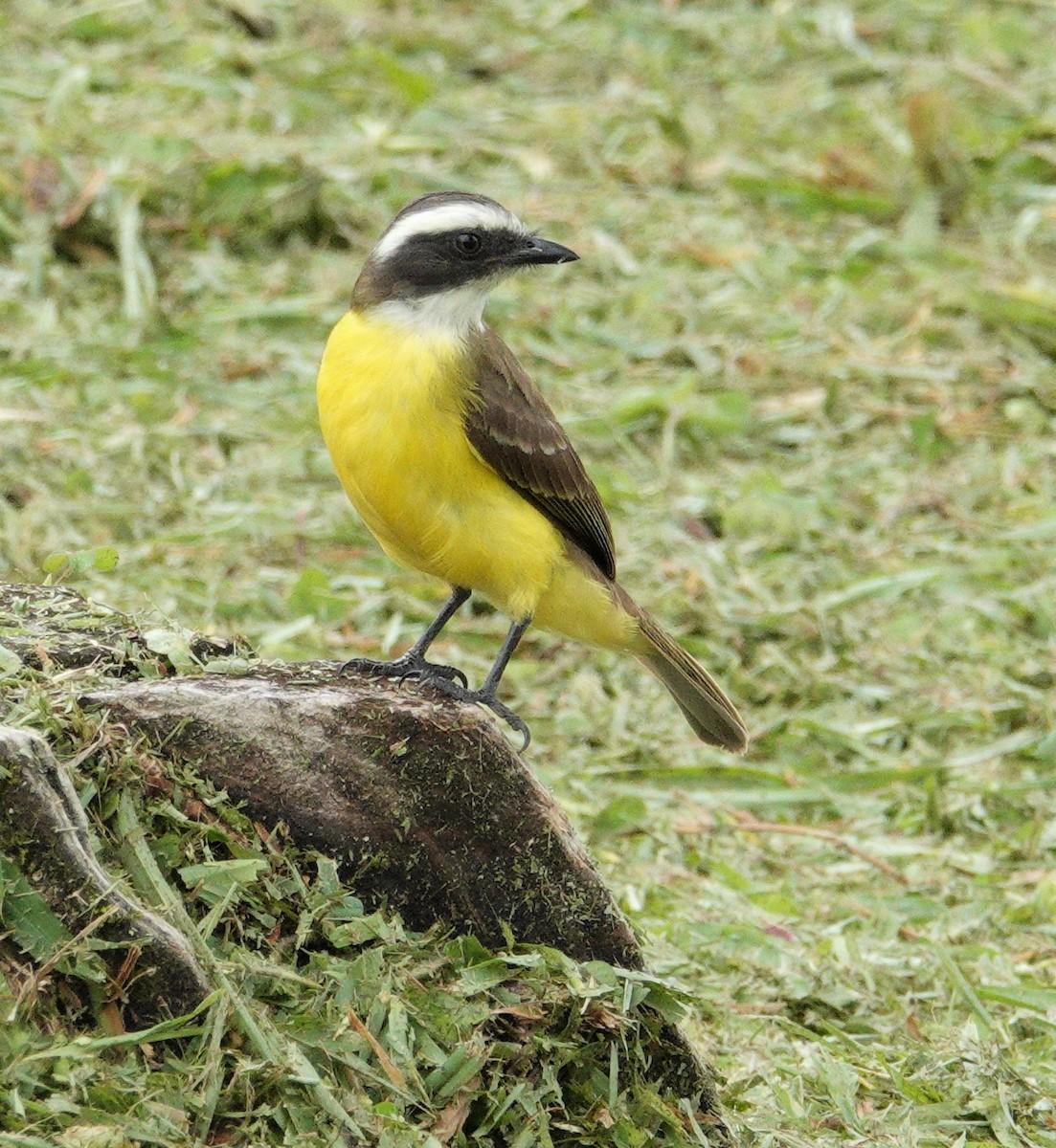 Social Flycatcher - ML442326721