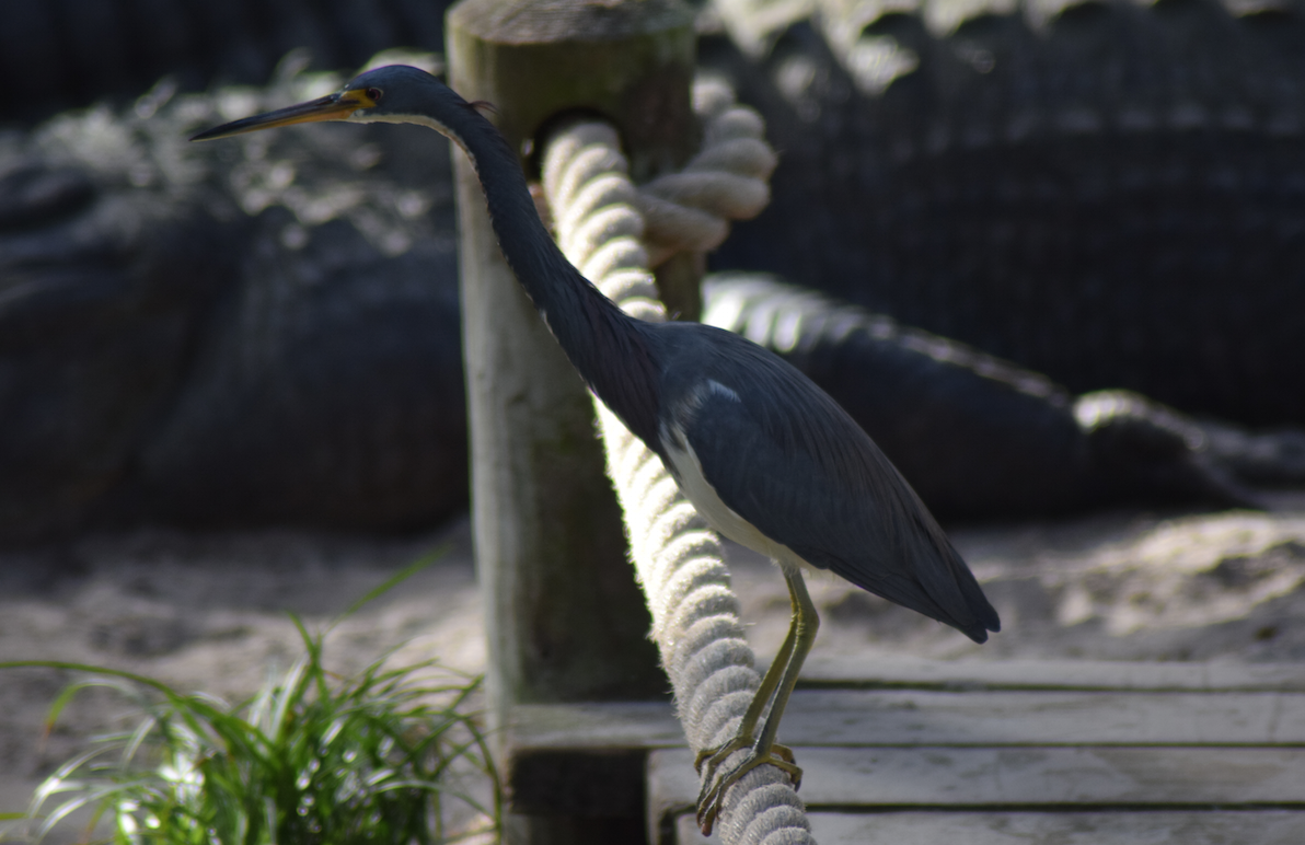 Tricolored Heron - Avery Campbell