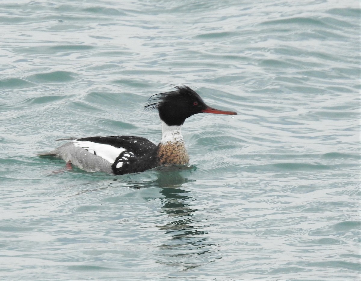 Red-breasted Merganser - Diane Stinson