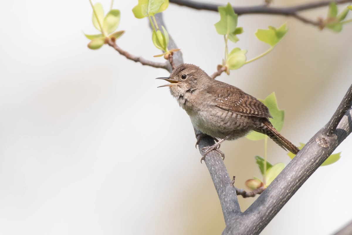 Northern House Wren - ML442328171