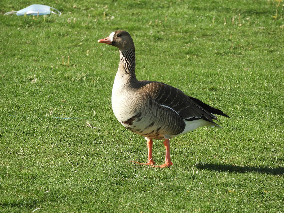 Greater White-fronted Goose - ML442329051