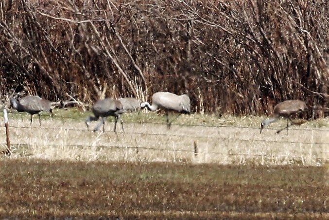 Common Crane - Tim Shelmerdine