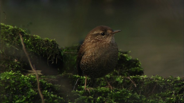 Winter Wren - ML442332