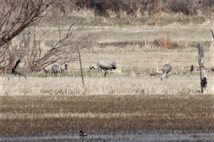 Common Crane - ML442332061