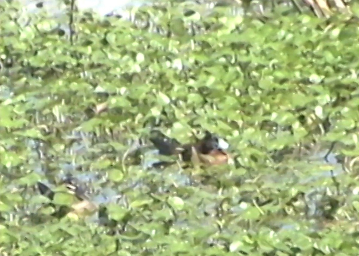 Masked Duck - ML442332411