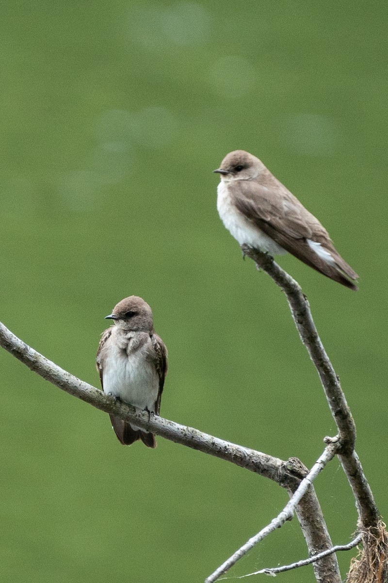 Northern Rough-winged Swallow - ML442332611