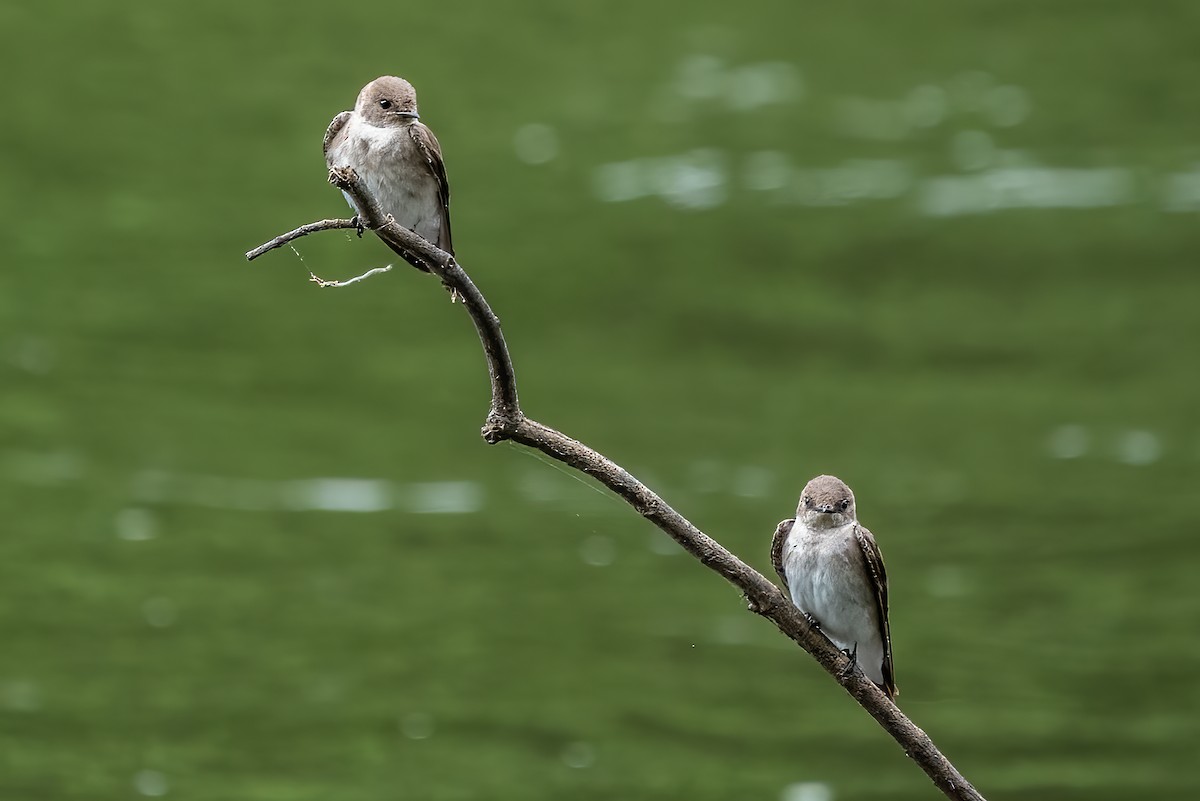 Northern Rough-winged Swallow - ML442332681