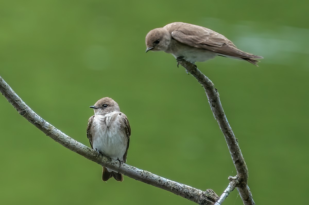 Northern Rough-winged Swallow - Bill Wood