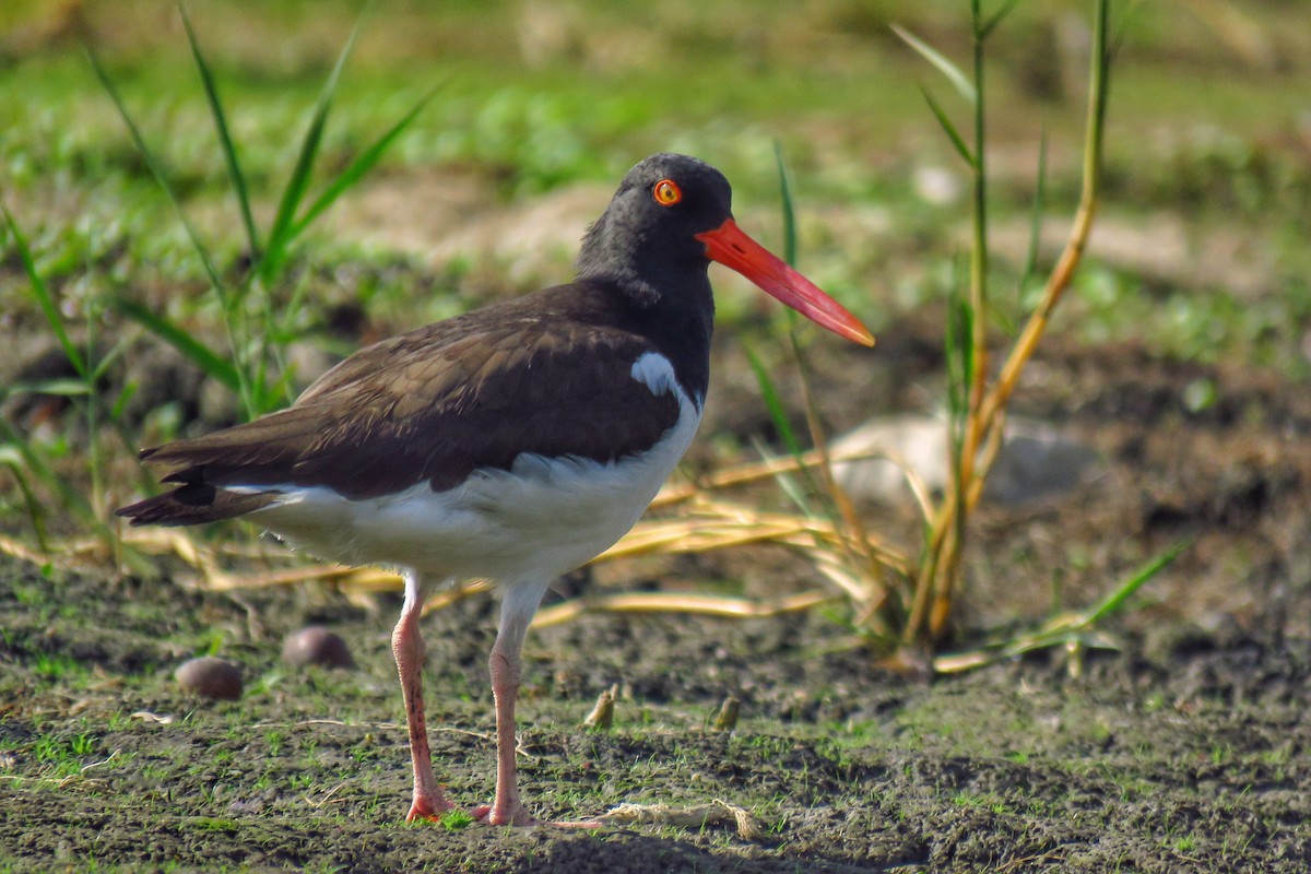 American Oystercatcher - ML442336541