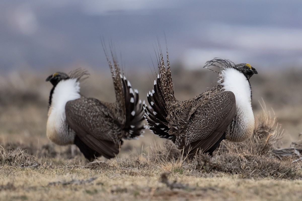 Greater Sage-Grouse - Brandon Nidiffer