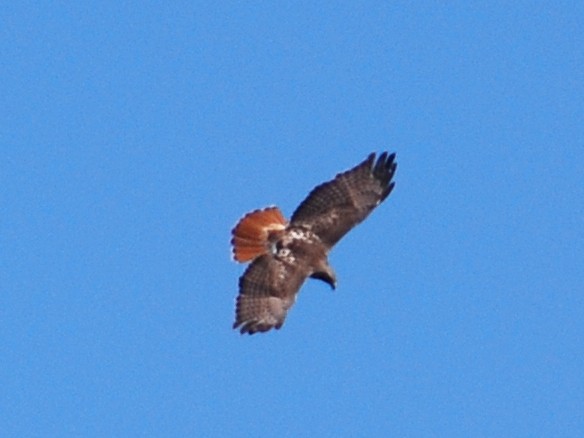 Red-tailed Hawk - ML442337001