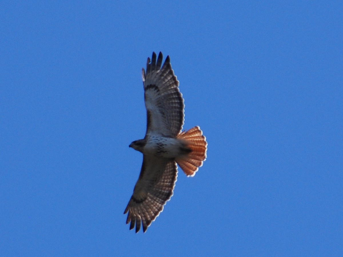 Red-tailed Hawk - ML442337111