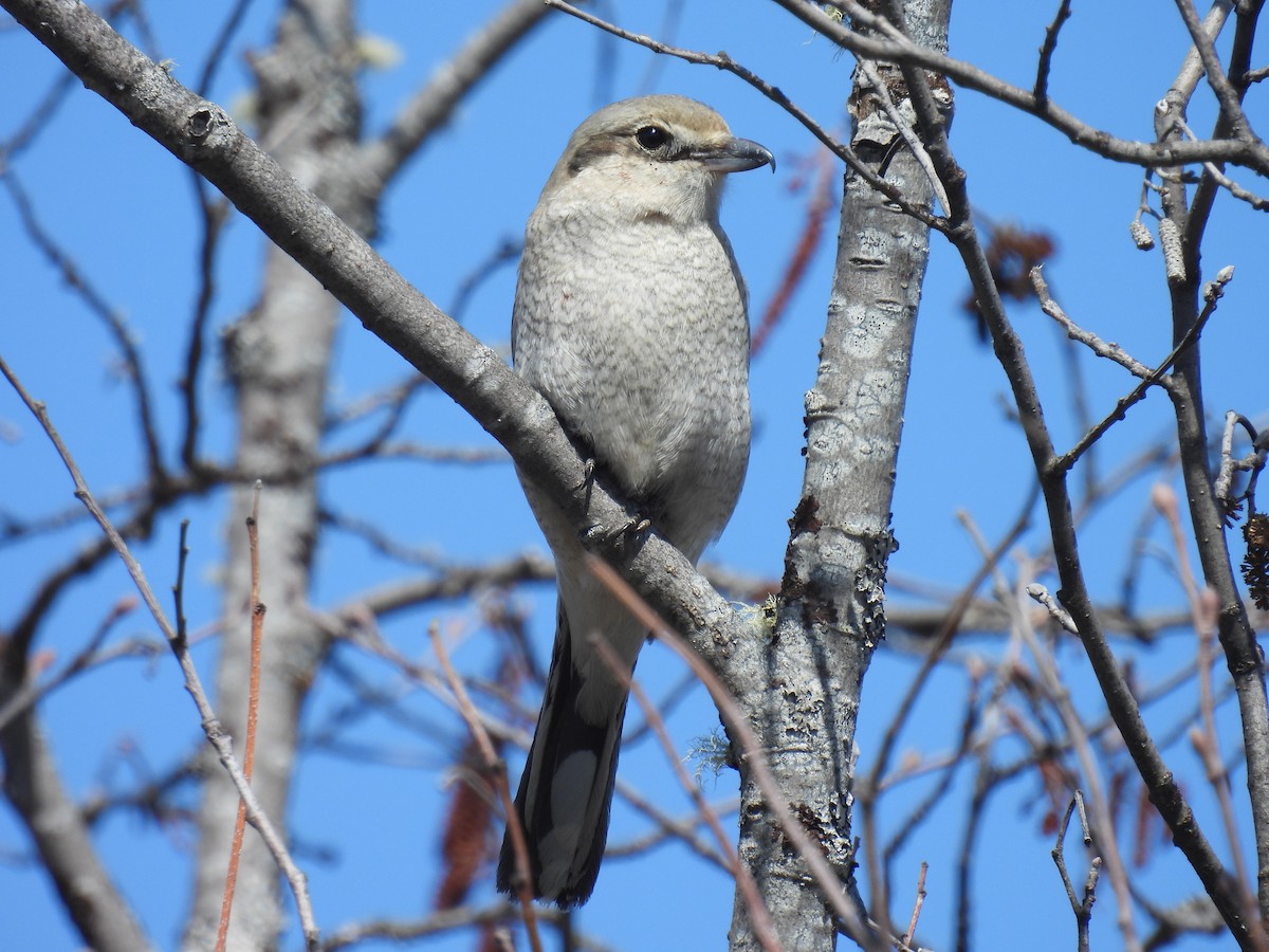 Northern Shrike - Suzy Wright