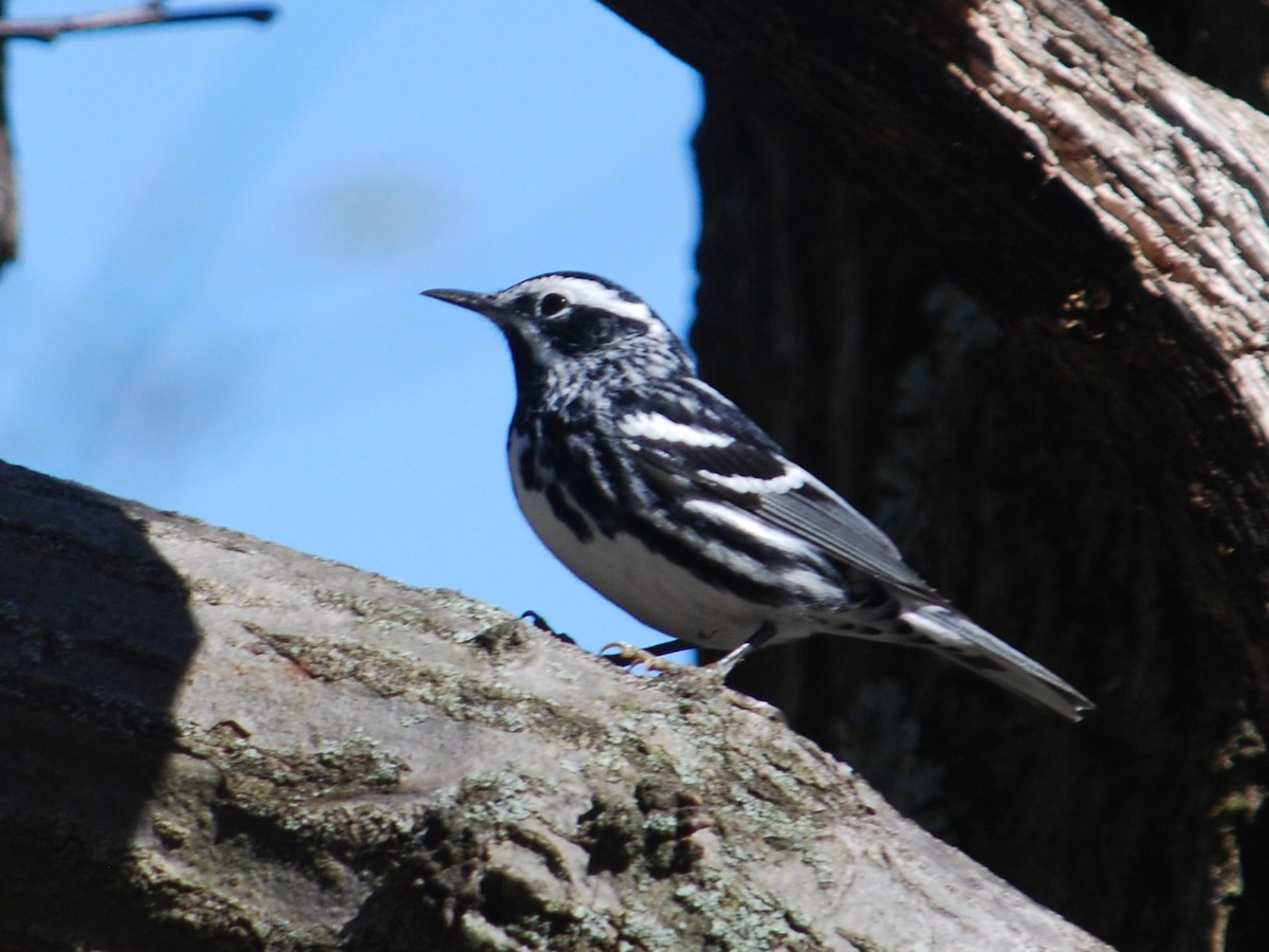 Black-and-white Warbler - ML442338001