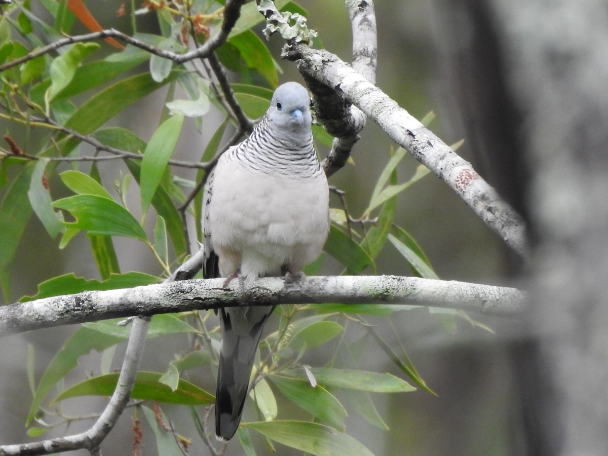 Peaceful Dove - ML442338071