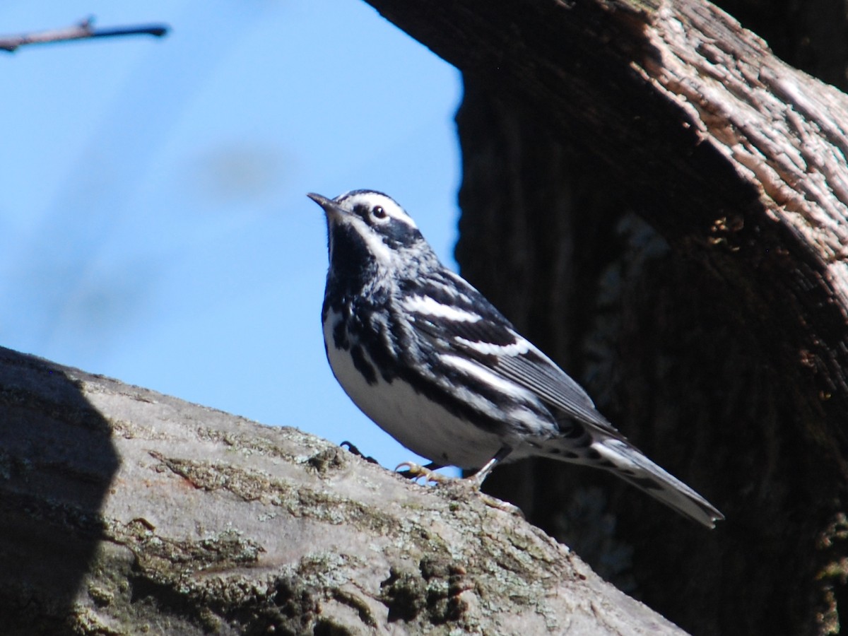 Black-and-white Warbler - ML442338091