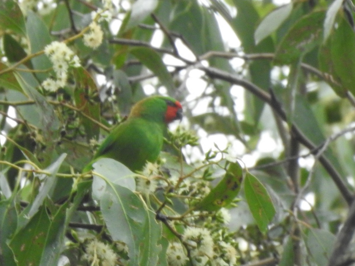 ヒメジャコウインコ - ML442338481