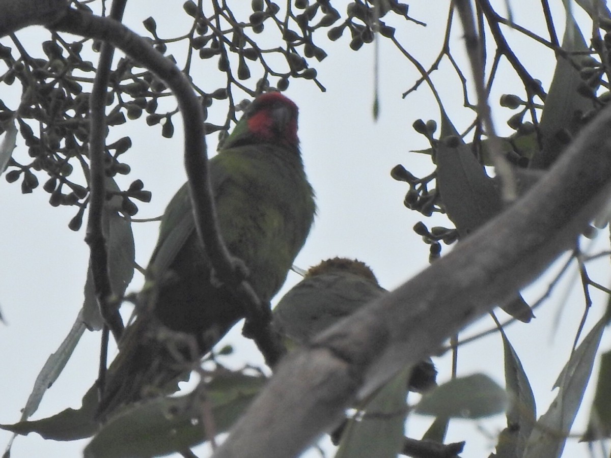 ヒメジャコウインコ - ML442338491