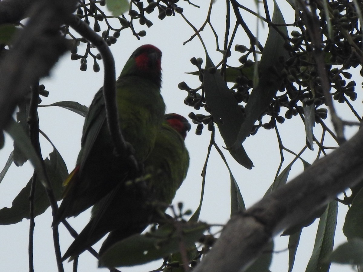 ヒメジャコウインコ - ML442338501