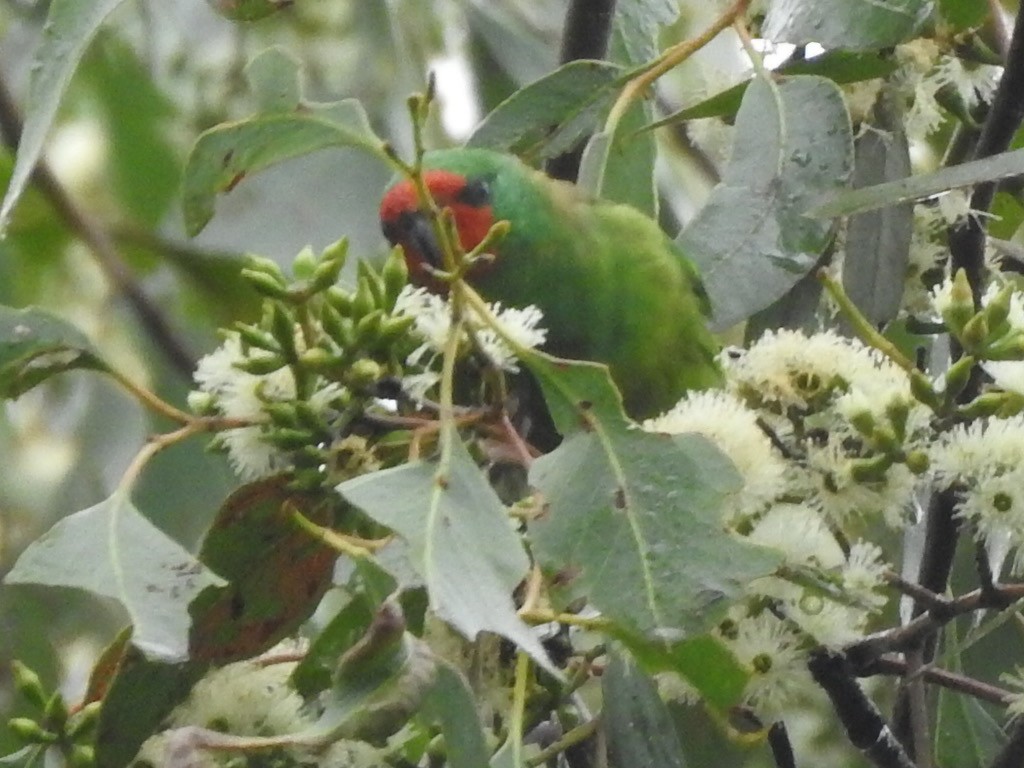 Little Lorikeet - Scott Fox