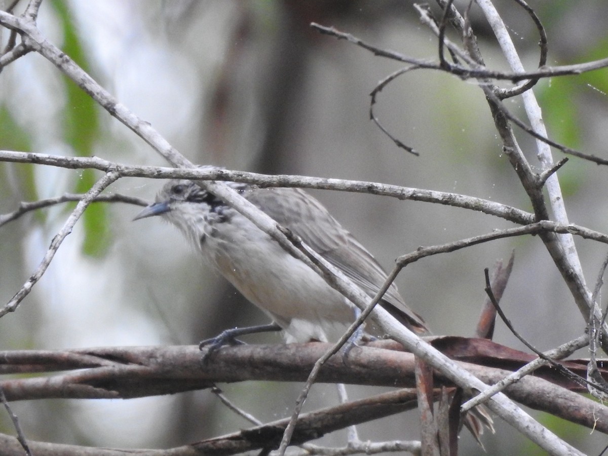 Striped Honeyeater - Scott Fox