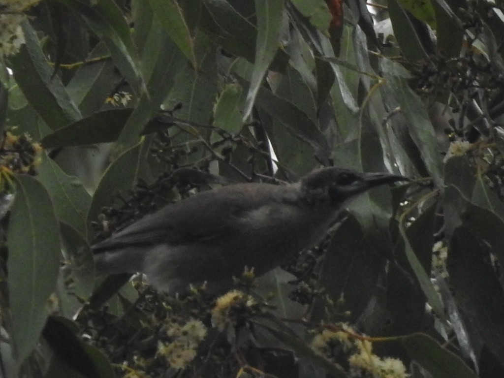 Little Friarbird - ML442338861